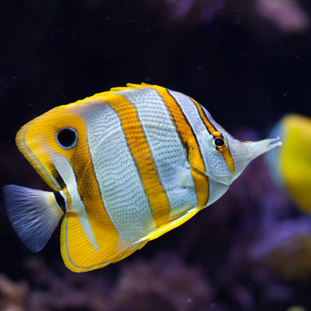 TEHLİKELİ VE ÇOK TEHLİKELİ İŞLERDE SU ÜRÜNLERİNİN ÜRETİMİ VE İŞLENMESİ EĞİTİMİ