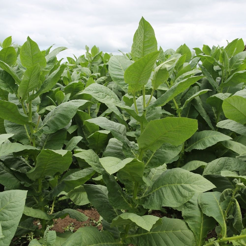 TEHLİKELİ VE ÇOK TEHLİKELİ İŞLERDE TÜTÜN İŞLEME EĞİTİMİ