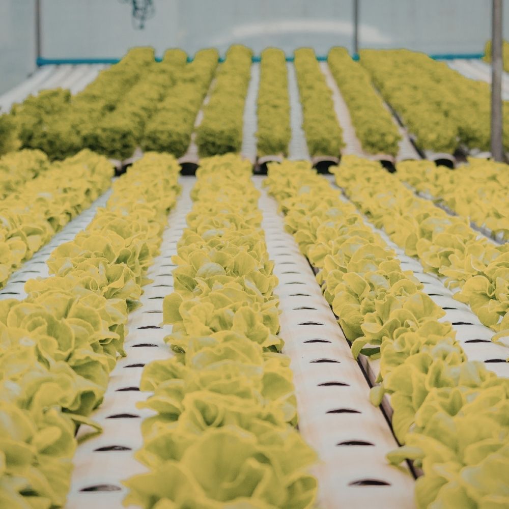 TOPRAKSIZ TARIM EĞİTİMİ